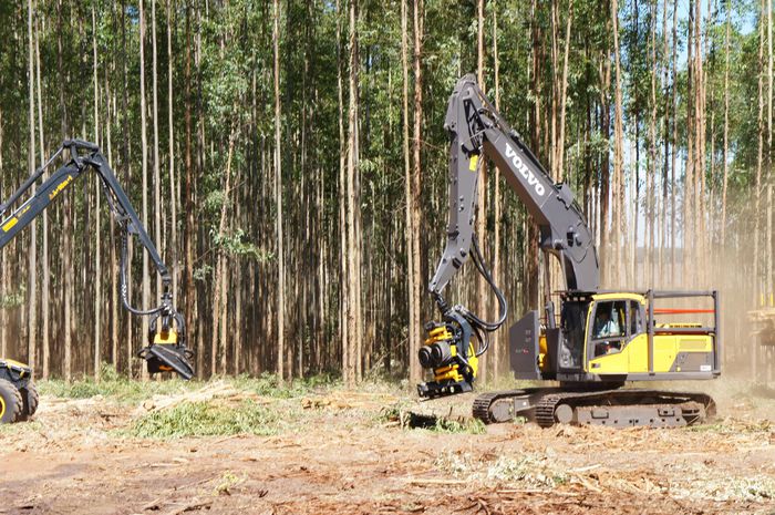 imagem 5 Expoforest